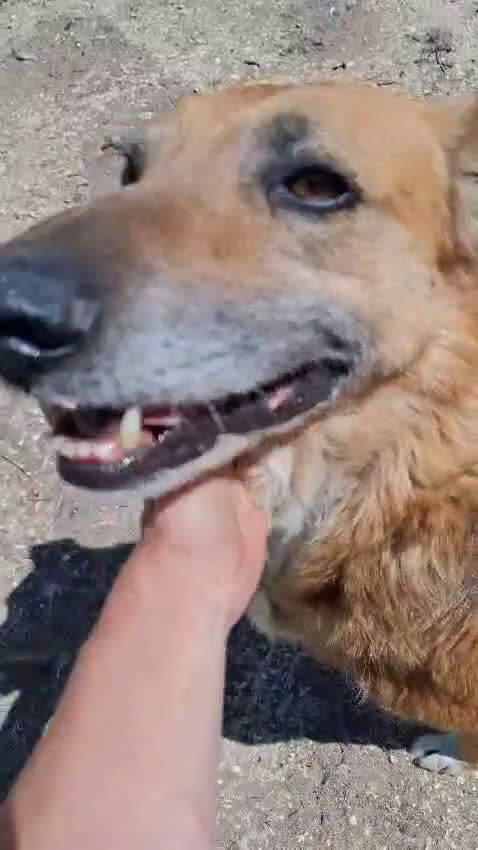Meticcio cani in regalo: LUNA  a Provincia di Avellino - Video 1