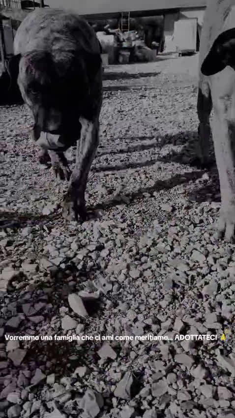 Cane Corso cani in regalo: Kira e Zeus, due anime buone in cerca di casa - Video 1