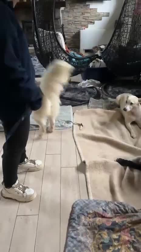 Husky cani in regalo: Donut, una splendida Husky - Video 3