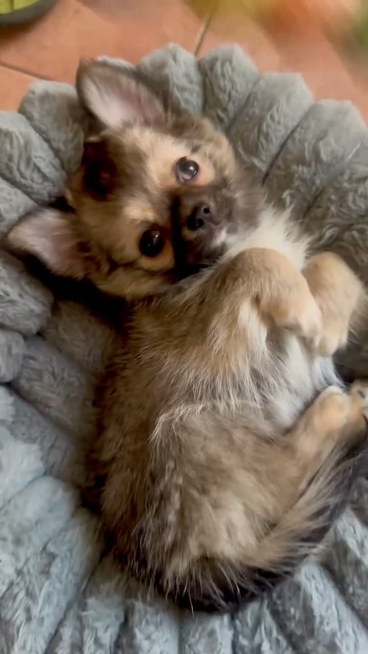 Chihuahua cani in vendita: cucciolo dichiahuahua wolf sable e mascherina nera - Video 1