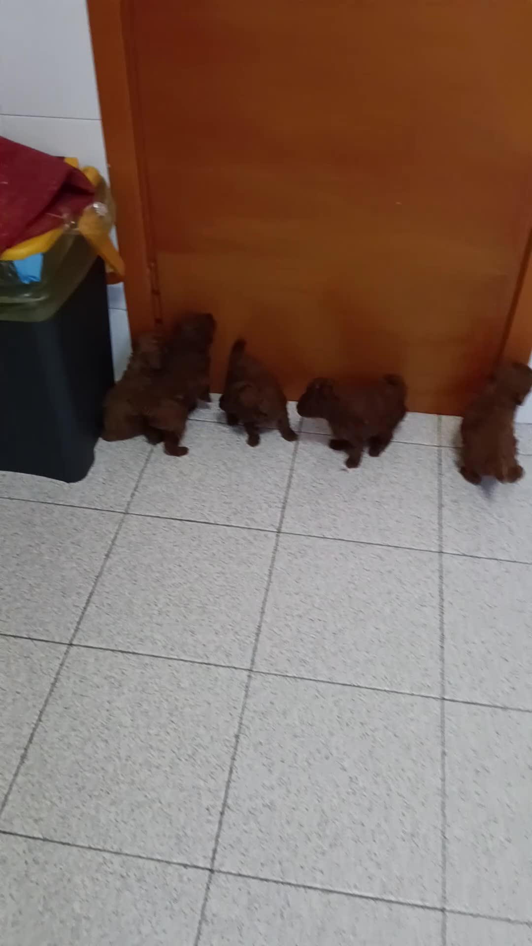Barboncino Toy cani in vendita: Bimbo da amare  - Video 1