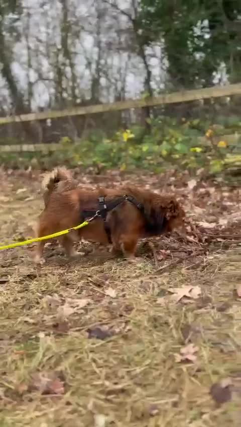 Meticcio cani in regalo: Giulio: taglia piccola, dolce e sensibile  - Video 1
