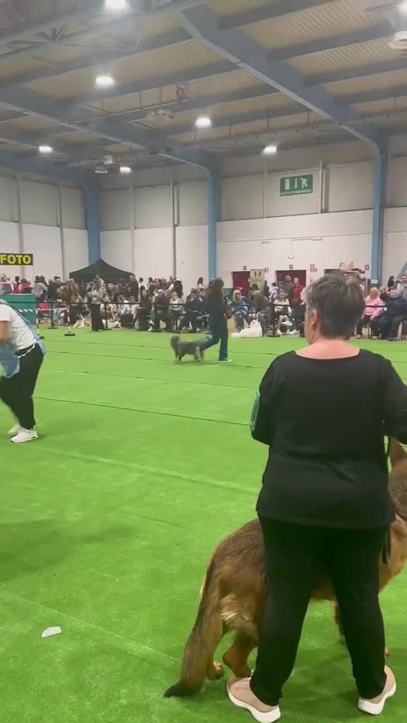 Miniature American Shepherd cani per accoppiamento: Cercasi femmina per accoppiamento  - Video 2