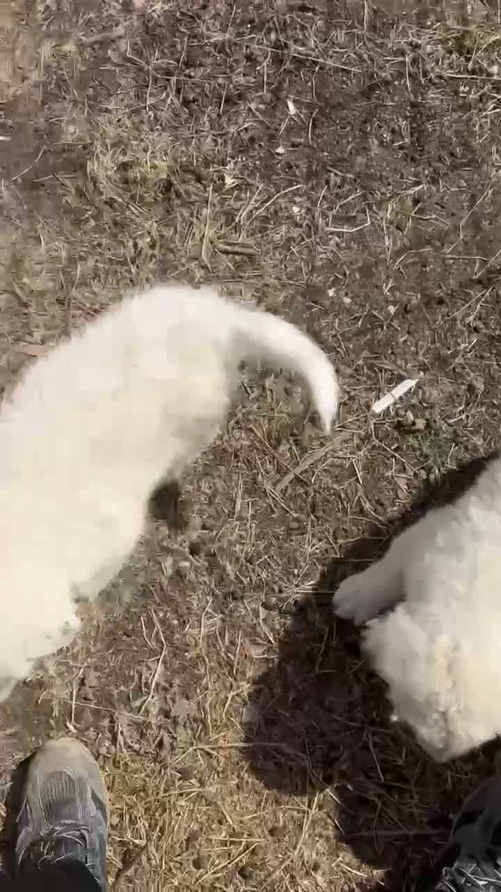 Pastore Abbruzzese Maremmano cani in vendita: Cuccioli maschi di pastore abruzzese - Video 4