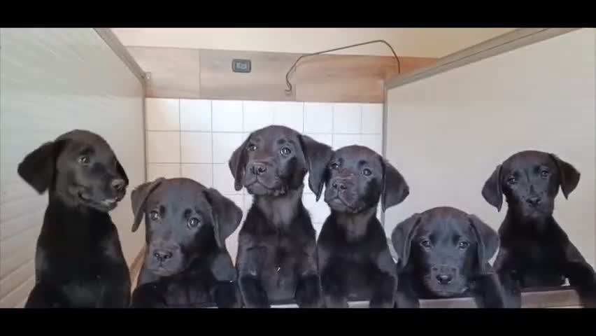 Labrador cani in vendita: Cuccioli labrador retriever neri a Provincia di Pistoia - Video 1