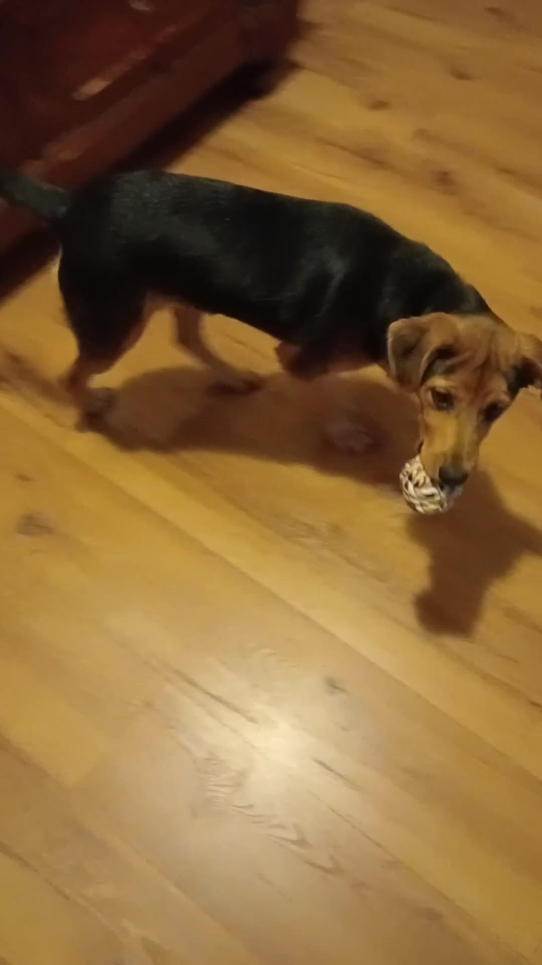 Meticcio cani in vendita: Cucciolo meticcio nero focato a Provincia di Lecco - Video 1