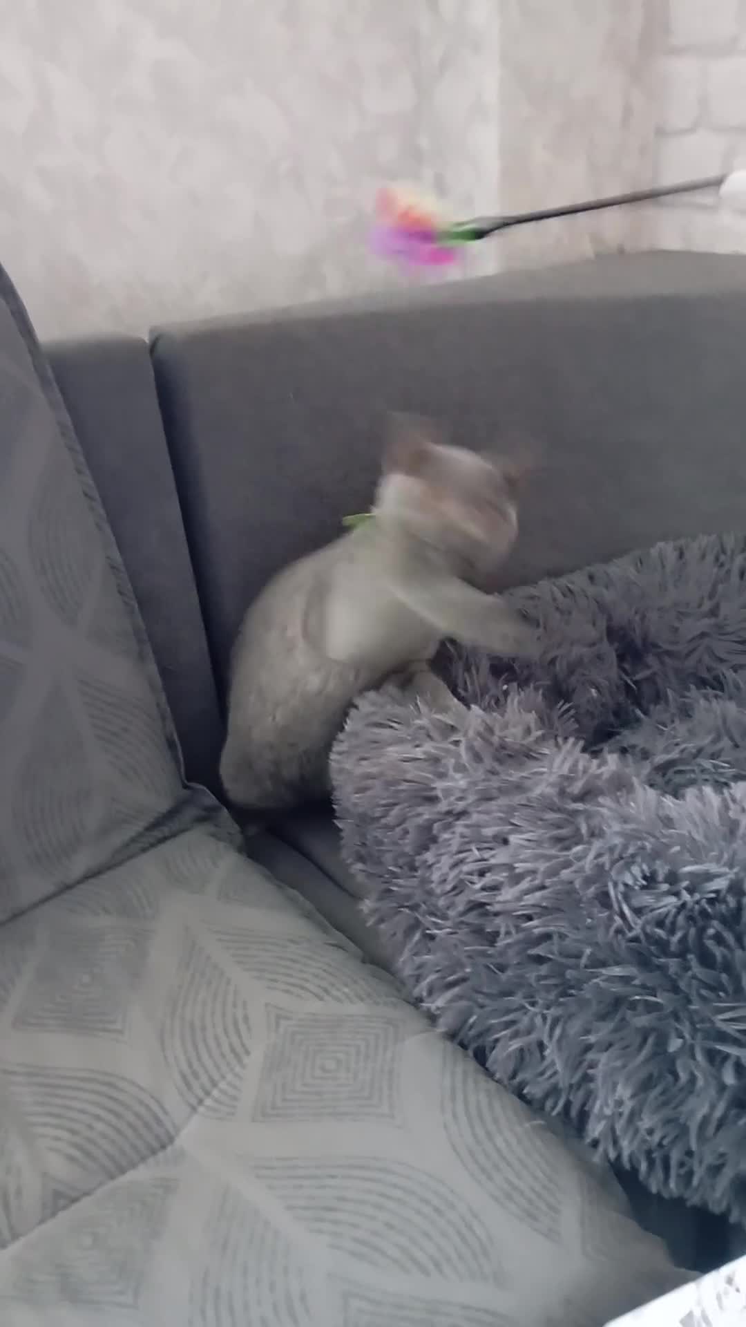 British gatti in vendita: British shorhair cuccioli  - Video 5
