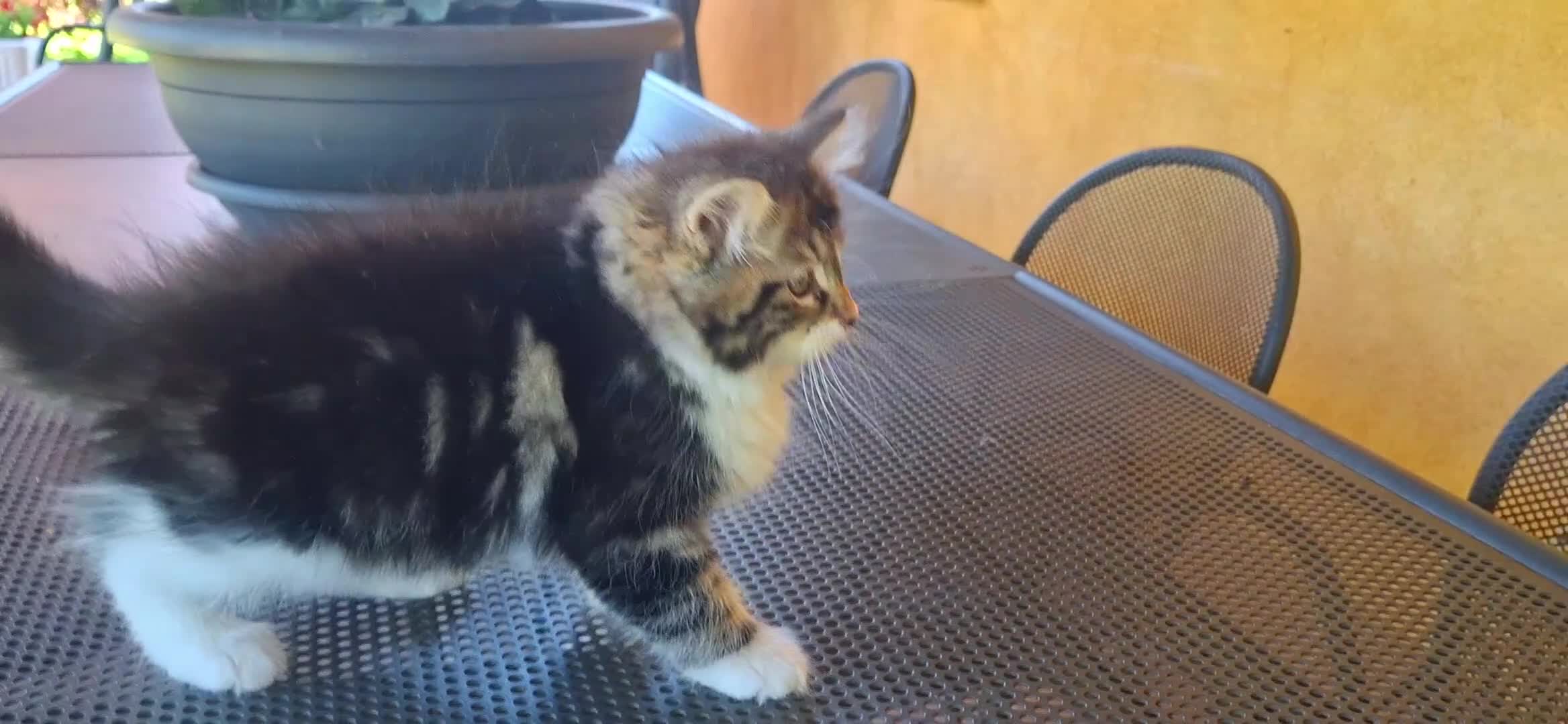 Siberiano gatti in vendita: Liam e Kiam cercano casa 🏡  a Città metropolitana di Milano - Video 1