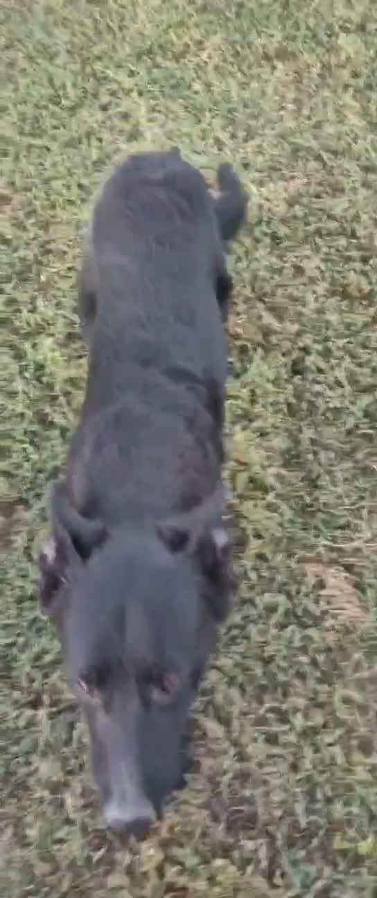 Meticcio cani in regalo: Tommy: cucciolone socievole e affettuoso  - Video 2