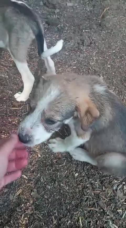 Pastore Asia Centrale cani in vendita: Cuccioli Cane da Pastore dell'Asia Centrale - Video 3