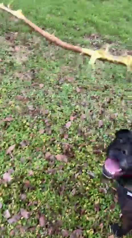 Meticcio cani in regalo: MAMBO PIT - Video 4