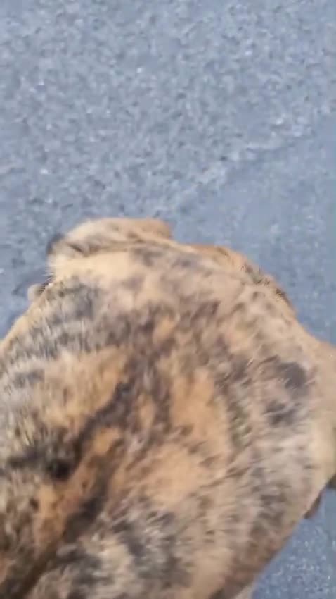 Segugio cani in regalo: Segugia maculata bella e buona 1anno kg10/12.NUORO - Video 2
