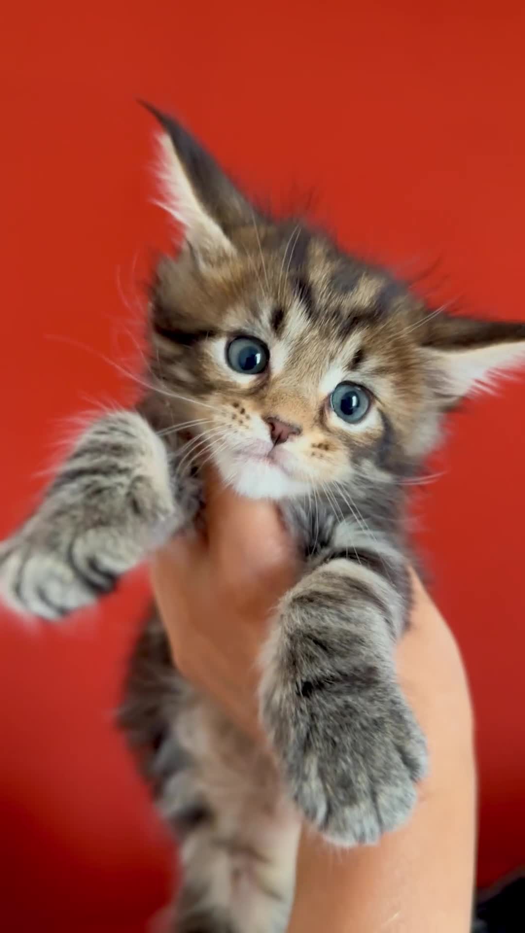 Maine Coon gatti in vendita: Bella cucciolina dal Mainemarie  - Video 1