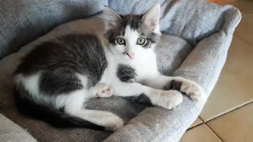 Europeo gatti in regalo: MILO GATTINO DI 4 MESI - Video 1