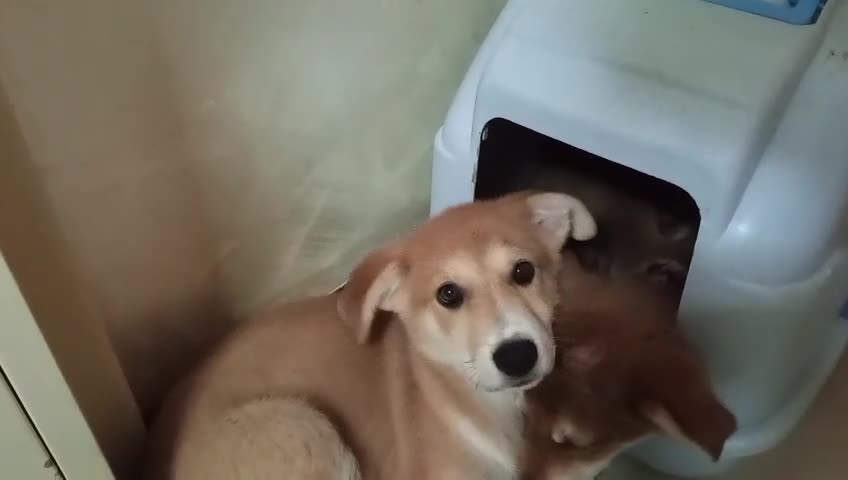 Meticcio cani in regalo: Mimì e cuccioli  - Video 1