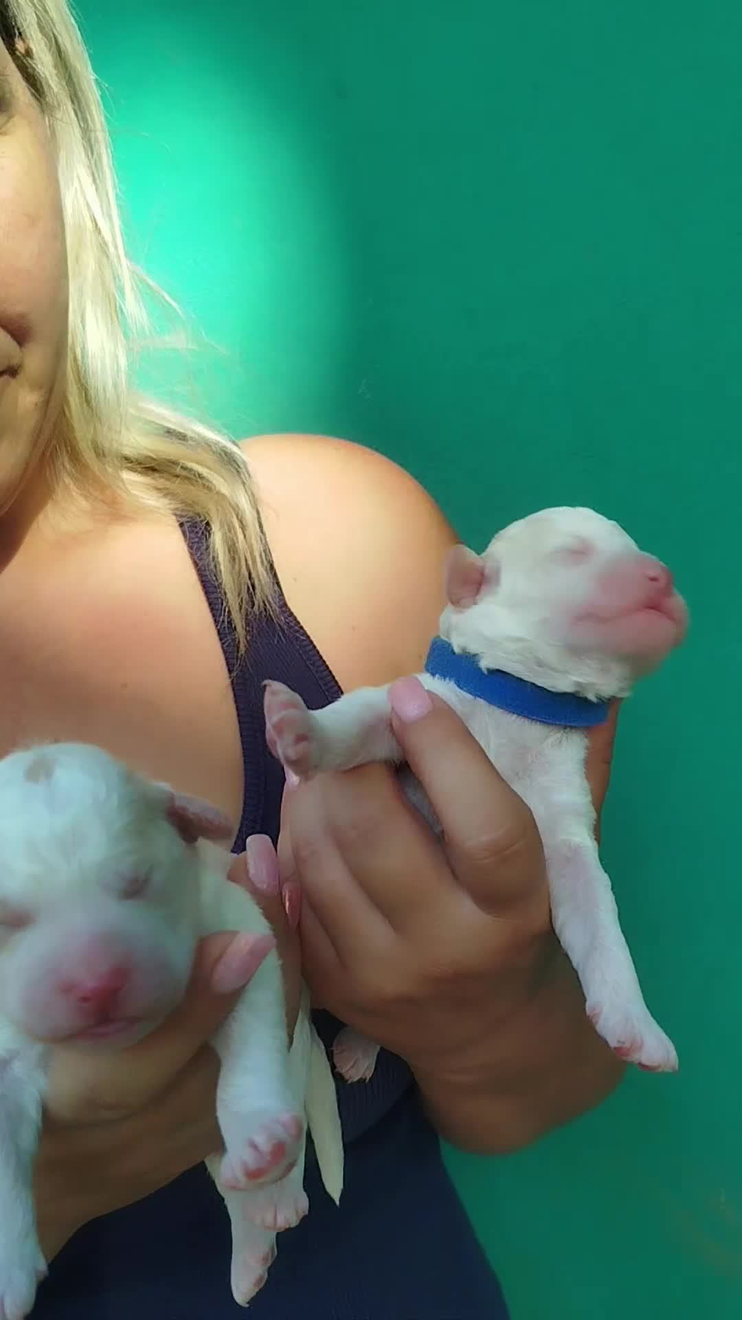 Lagotto cani in vendita: Cuccioli di Lagotto romagnolo con pedigree  - Video 2
