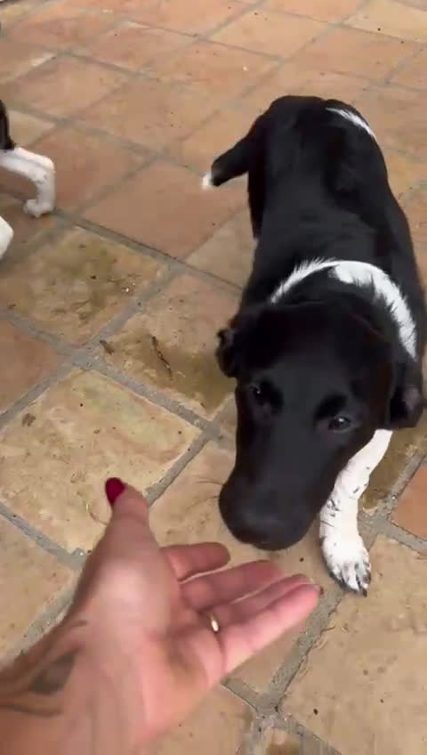 Meticcio cani in regalo: DUE DOLCI FRATELLINI - Video 1