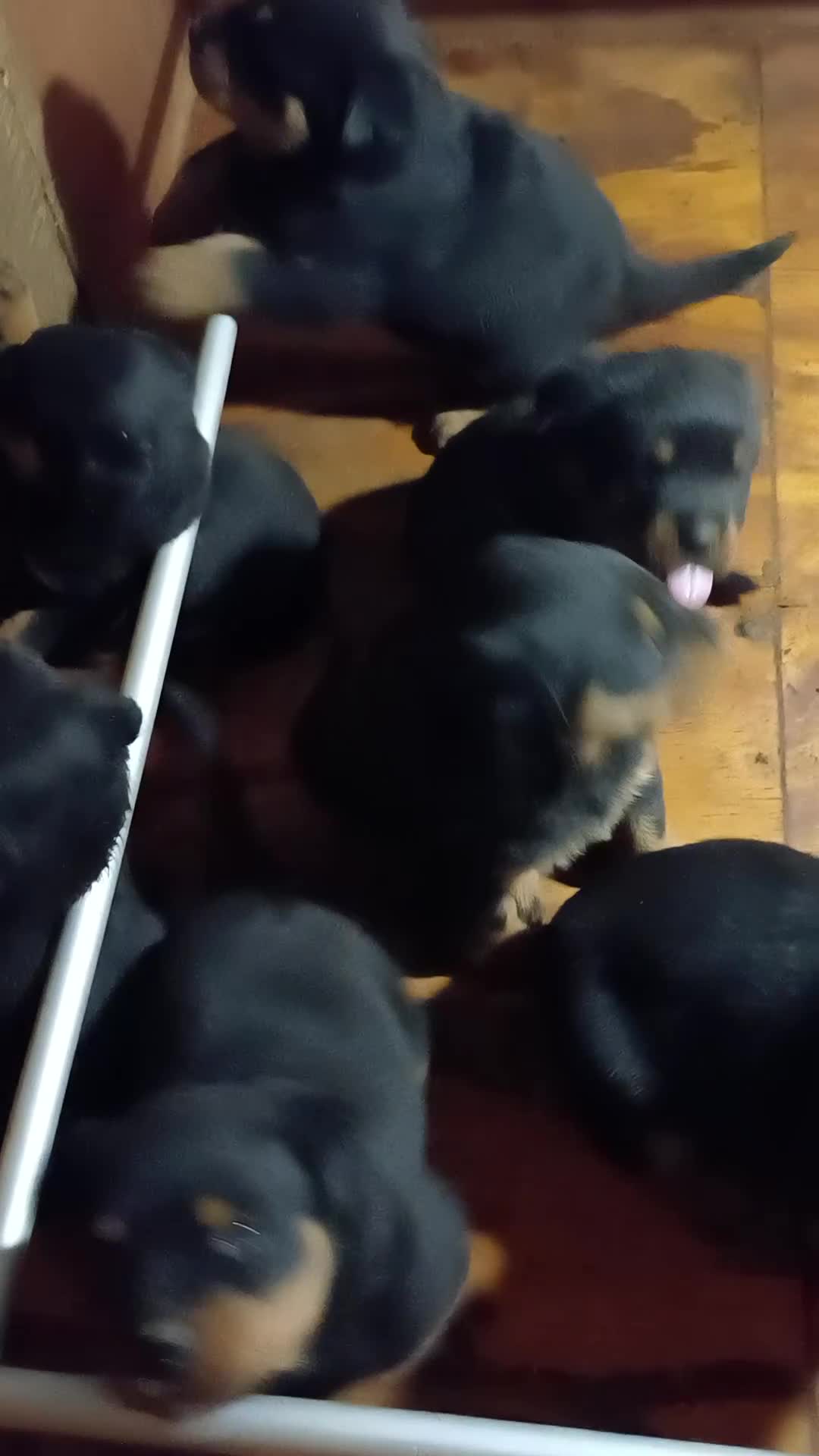 Rottweiler cani in vendita: Disponibili cucciolo Rottweiler - Video 1
