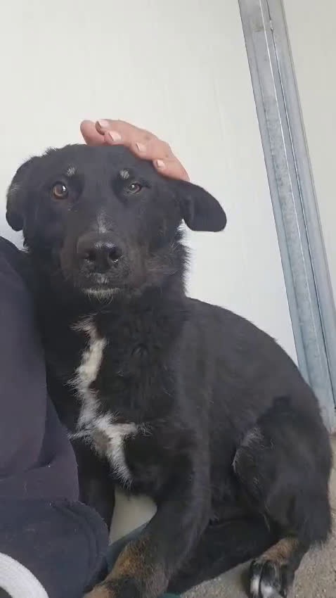 Meticcio cani in regalo: Carlo: 1 anno e mezzo, socievole, timido, dolce a Città Metropolitana di Genova - Video 1