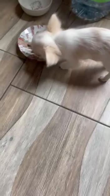 Chihuahua cani in vendita: Vendo splendida femminuccia di Chihuahua - Video 1