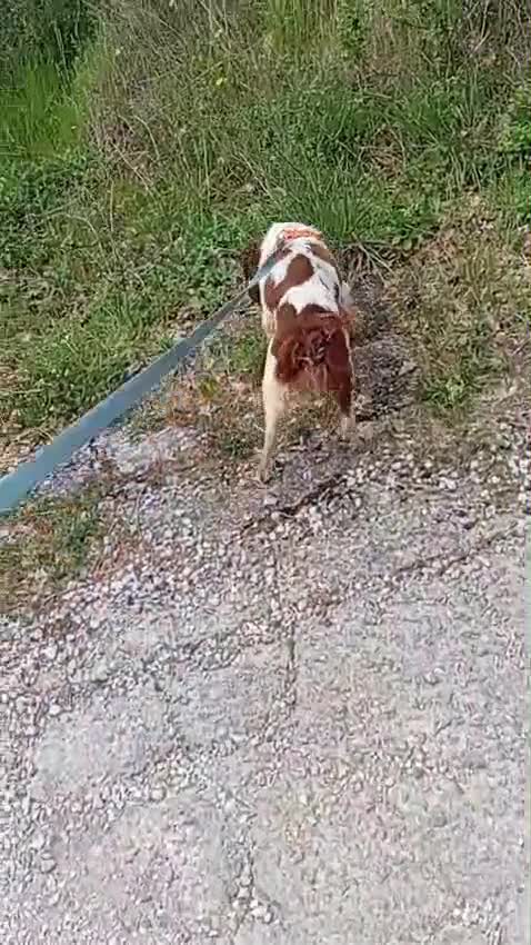 Breton cani in regalo: BACO breton di 3 anni  - Video 1