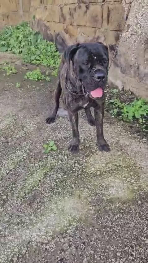 Cane Corso cani in regalo: Lucia: cane corso maltrattata dolcissima  - Video 1