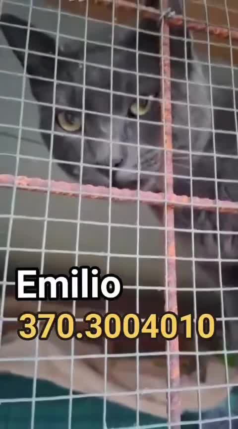 Certosino gatti in regalo: Abbandonato!💔 - Video 1