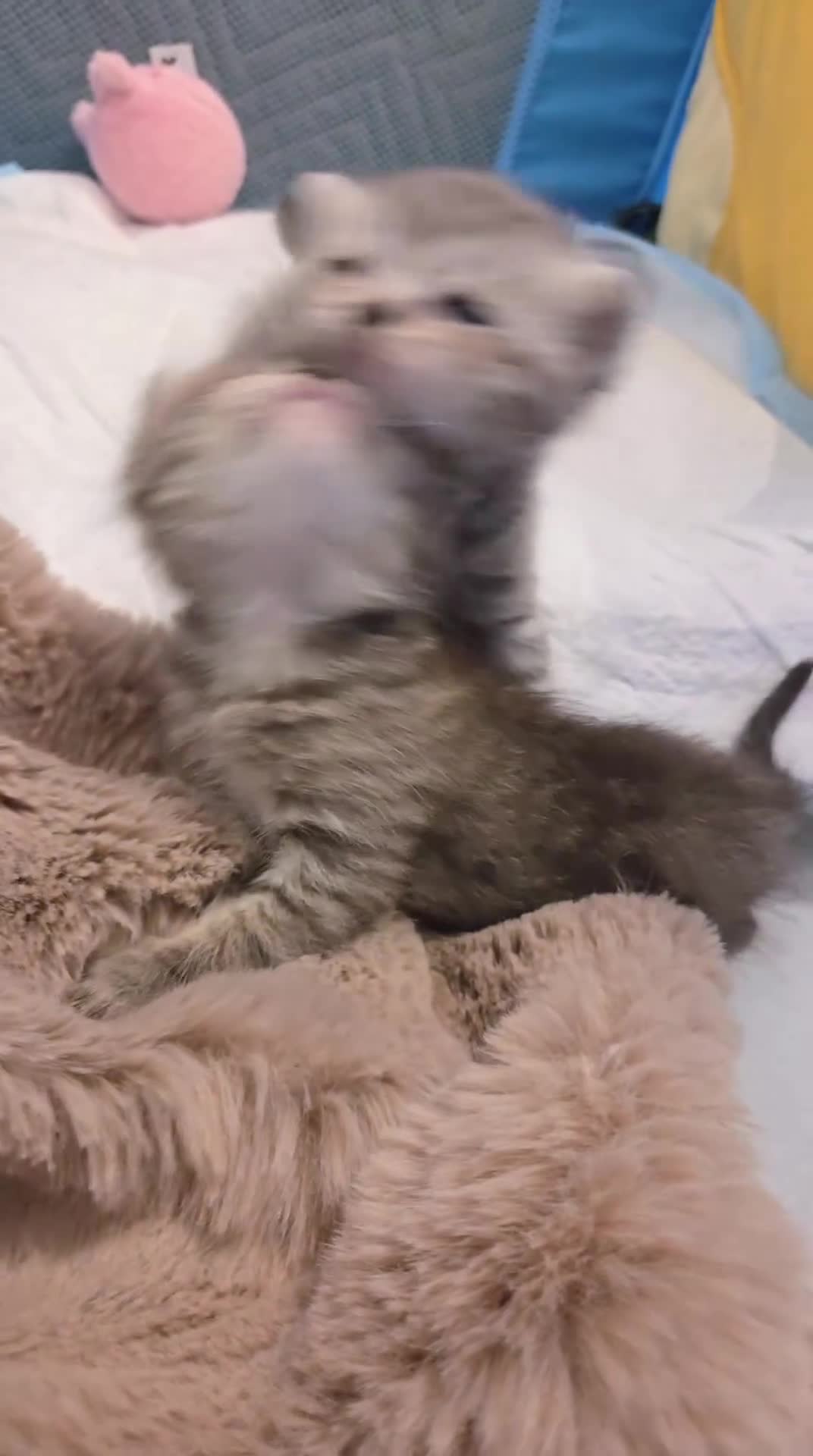 Altre razze gatti in vendita: Meravigliosi Cuccioli in Arrivon  🐾 - Video 1