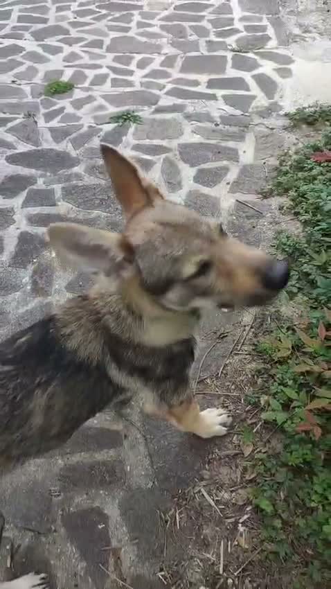 Lupo Cecoslovacco cani in vendita: Cucciola Cane Lupo Cecoslovacco a Provincia di Vicenza - Video 1