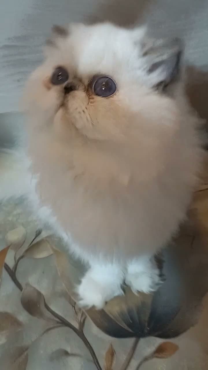 Persiano gatti in vendita: Cucciolona con pedigrèè anfi  - Video 2