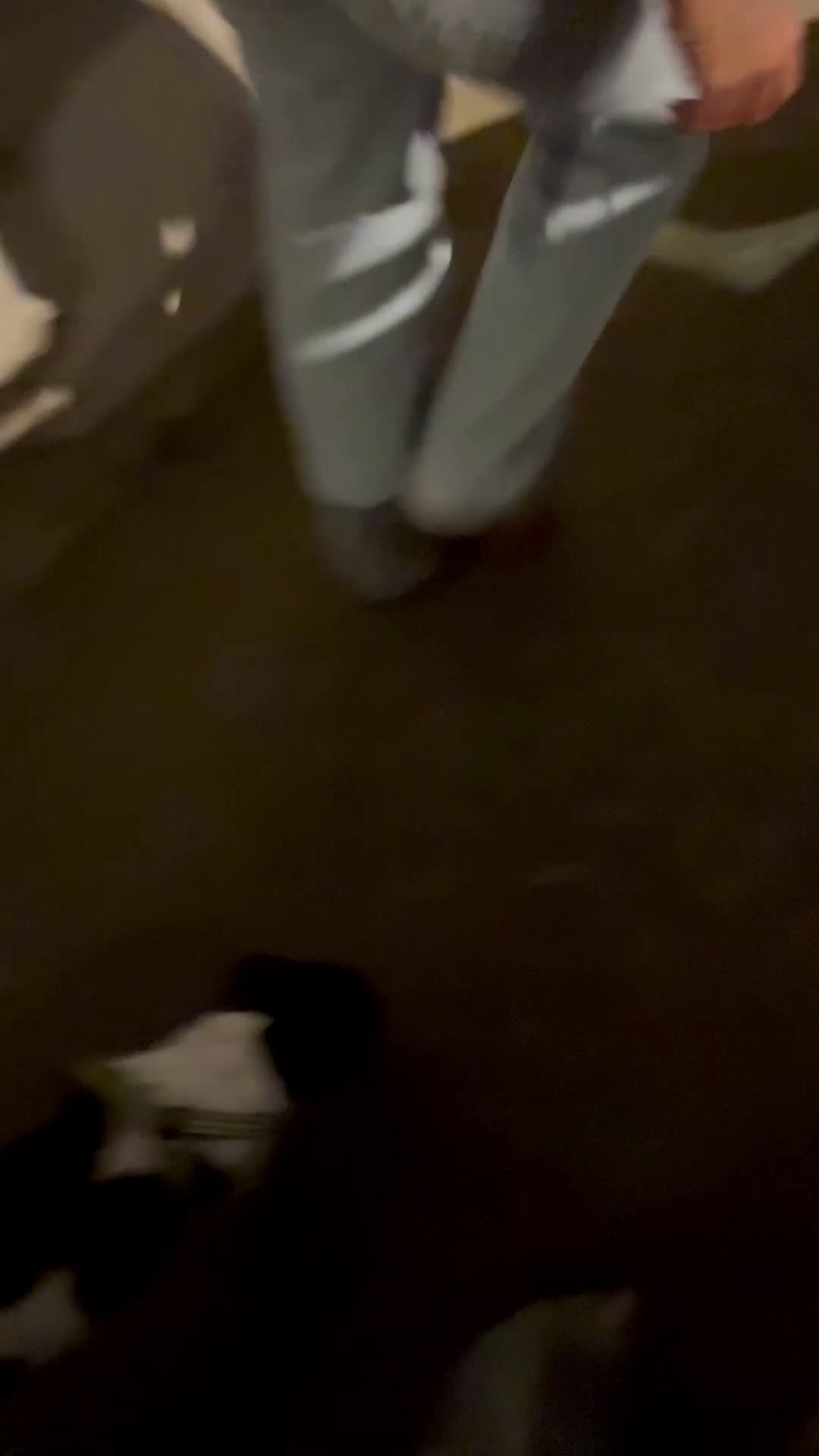 Jack Russell cani per accoppiamento: Charlie cerca fidanzatina !! - Video 1