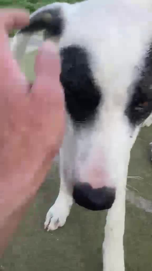 Meticcio cani in regalo: Giove  a Provincia di Lecco - Video 1