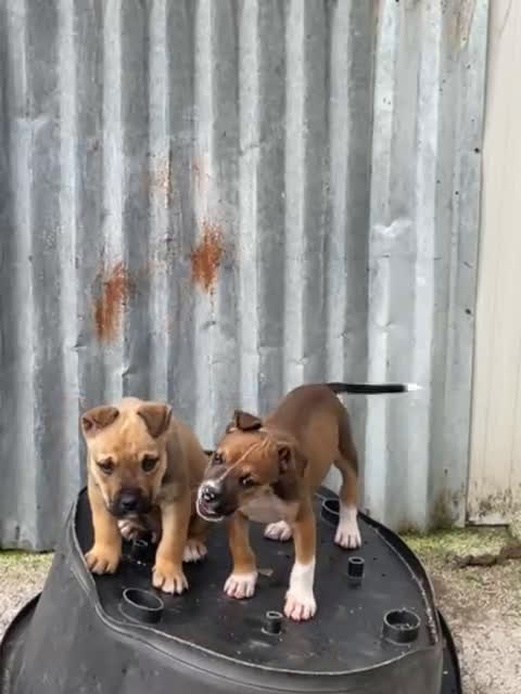 Meticcio cani in regalo: SIMPATICI E TENERI CUCCIOLOTTI - Video 3