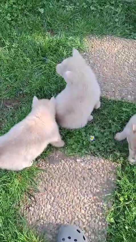 Husky cani in vendita: Siberian husky  - Video 1