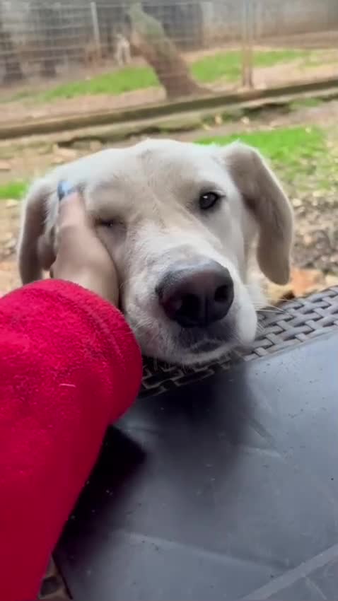 Meticcio cani in regalo: Tobia e Bijoux meritano una casa - Video 2