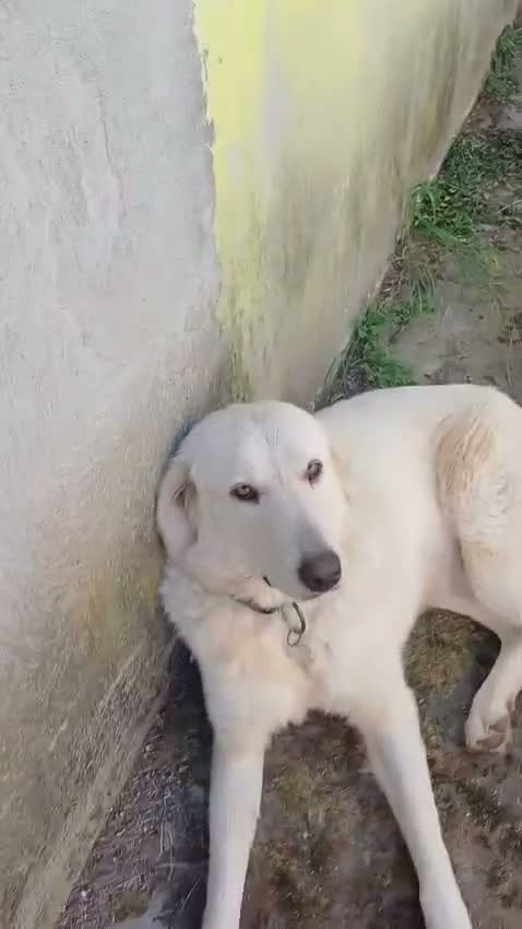 Labrador cani in regalo: Sig .ra a Provincia di Monza e della Brianza - Video 1