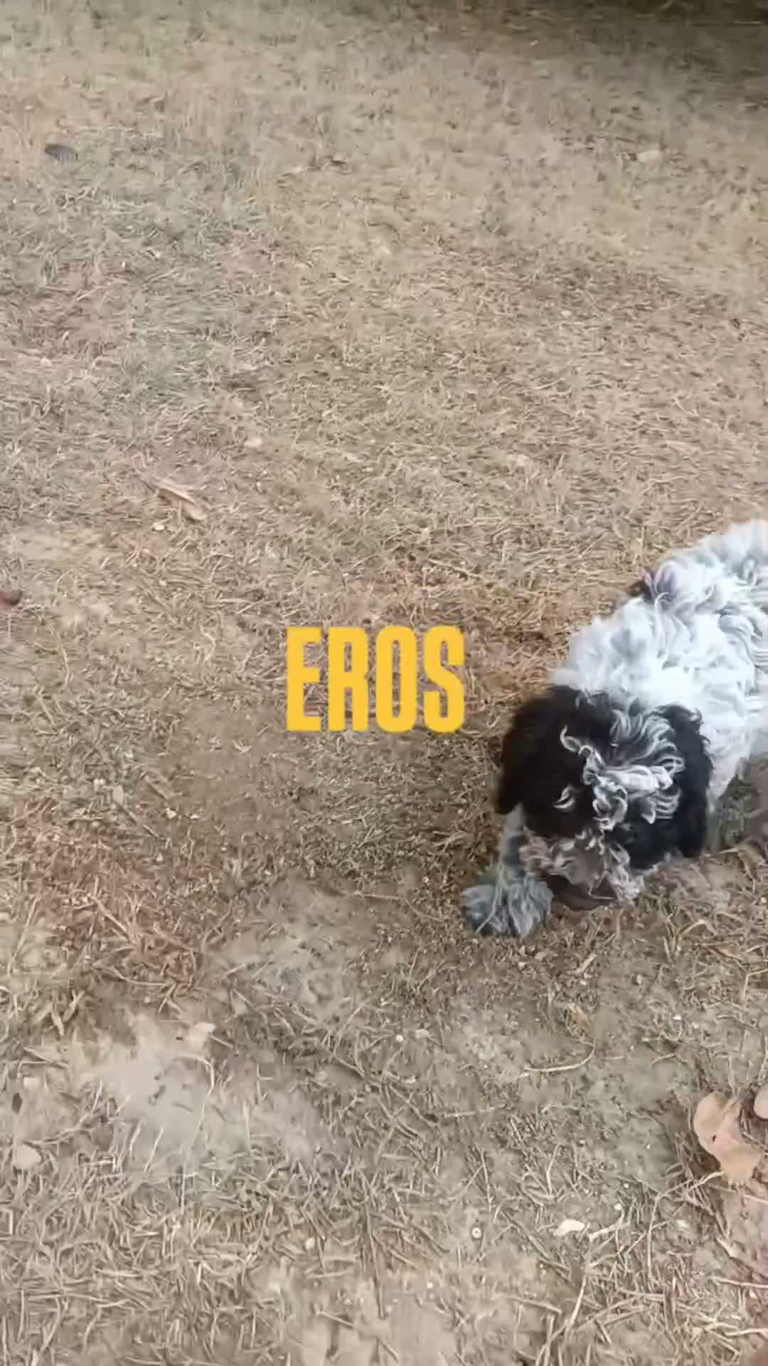 Lagotto cani in vendita: Cuccioli di Lagotto Romagnolo con Pedigree ROI - Video 1