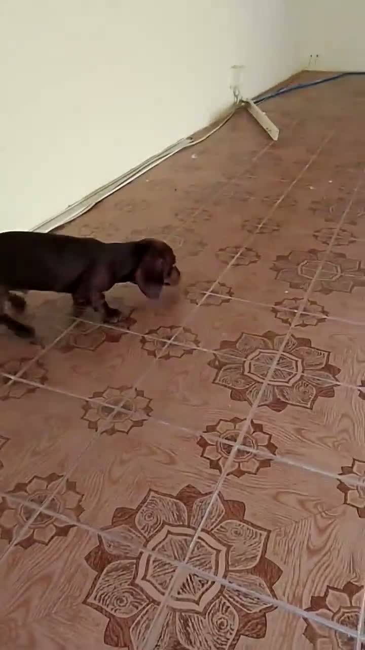 Bassotto Nano cani in vendita: Bassotto nano arlecchino cioccolato focato  - Video 1