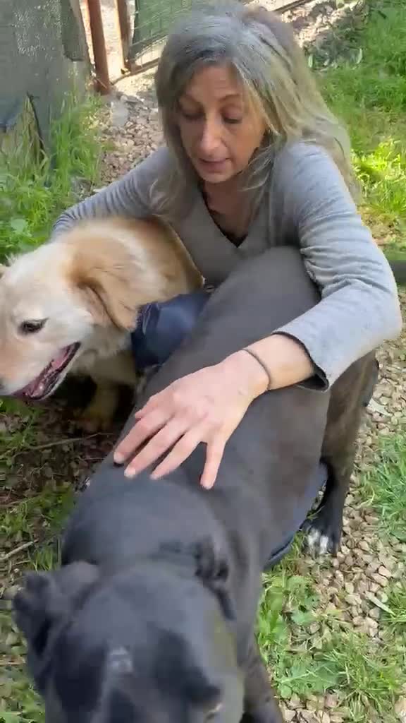 Meticcio cani in regalo: OSCAR, simil Golden, zampette corte  - Video 1