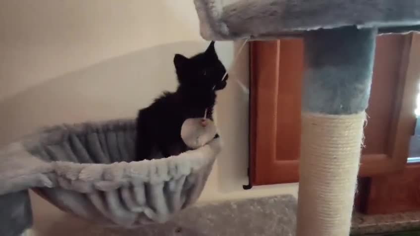 Meticcio gatti in regalo: Tutto nero e simpatico, maschietto 2 mesi  - Video 1