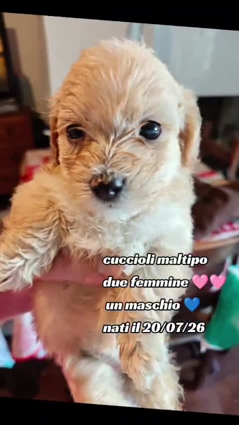 Maltipoo cani in vendita: Cucciolo di maltipoo - Video 1