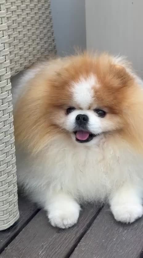 Spitz cani per accoppiamento: Cerco fidanzata a Provincia di Rimini - Video 2