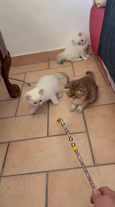 British gatti in vendita: Cuccioli di British Top con pedigree  - Video 3