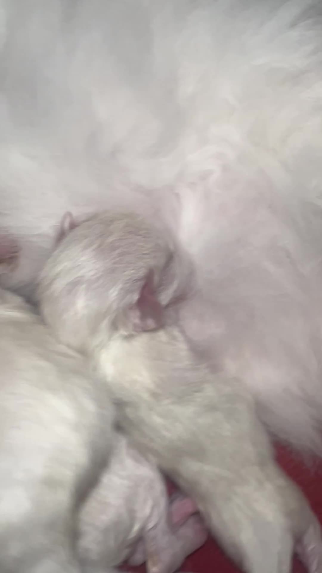 Siberiano gatti in vendita: Si prenotano cuccioli di siberiano con pedigree - Video 1