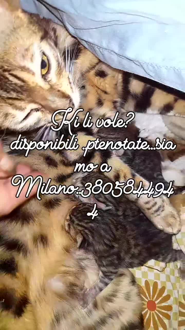 Bengala gatti in vendita: Bengal cucioli masci a Città metropolitana di Milano - Video 1