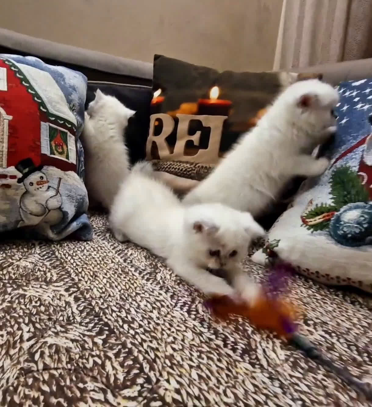 British gatti in vendita: British shorthair e longhair  a Provincia di Monza e della Brianza - Video 3