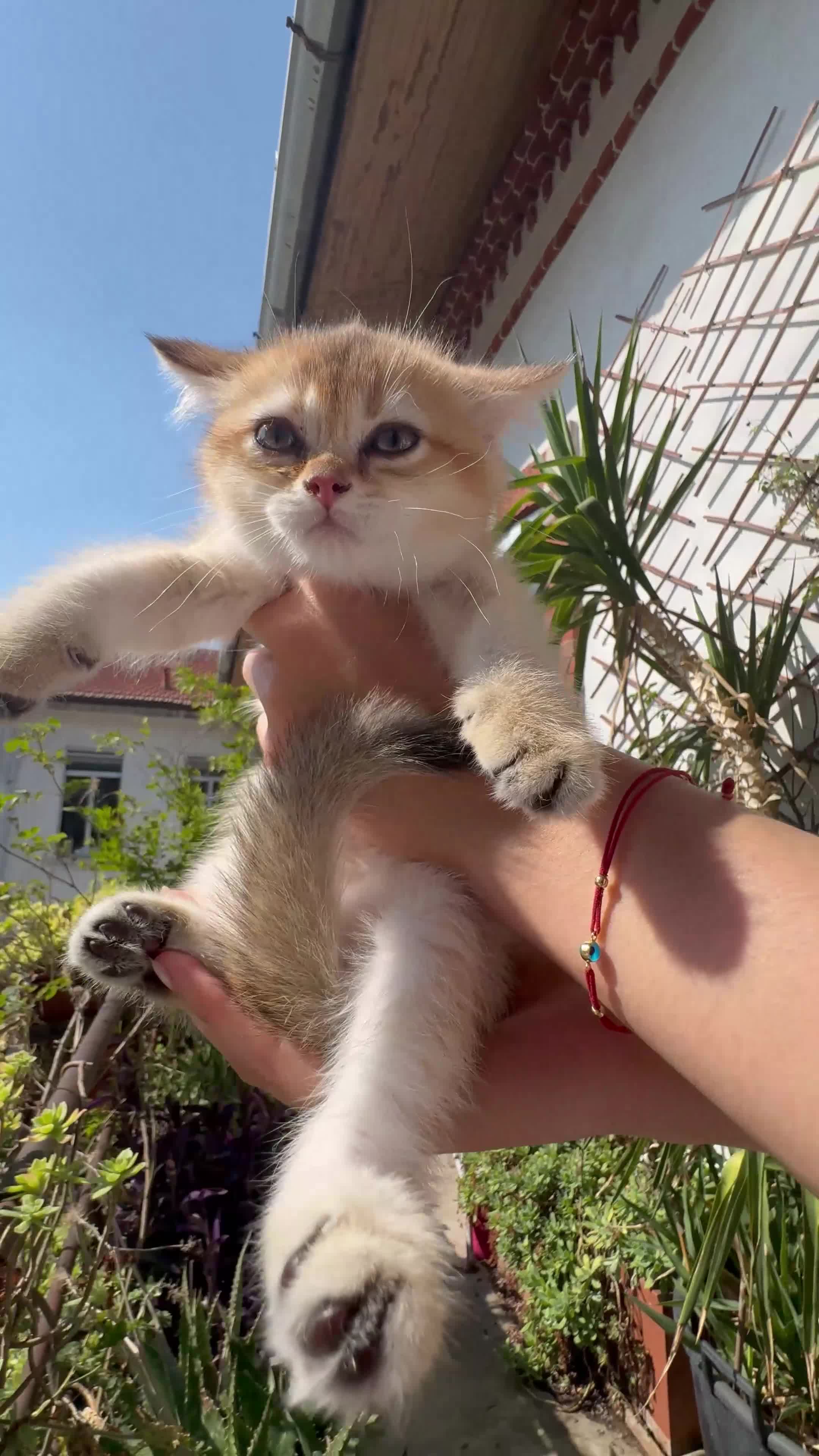 Scottish gatti in vendita: Cuccioli Scottish Straight Golden Pedigree ENFI a Città metropolitana di Milano - Video 2