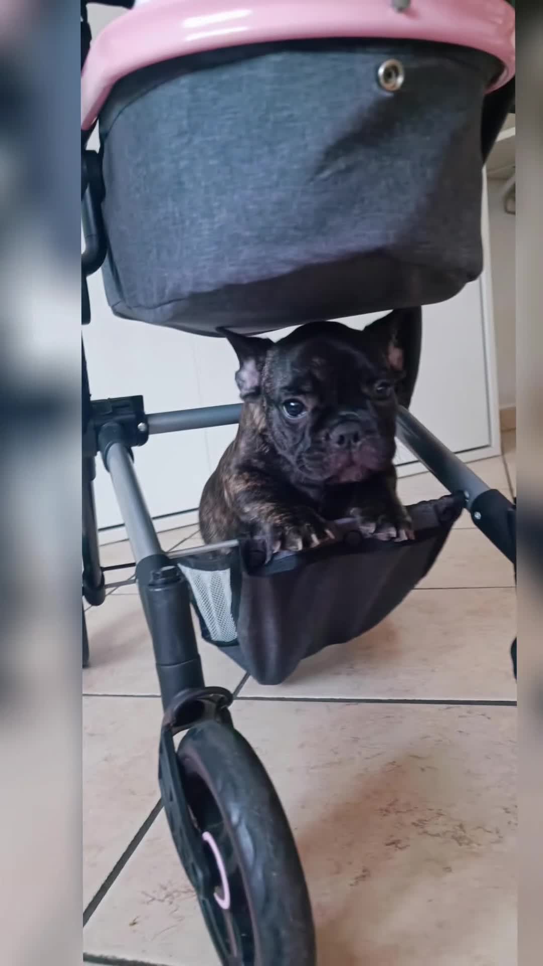 Bulldog Francese cani in vendita: Maschio bringee bulldog francese  - Video 1