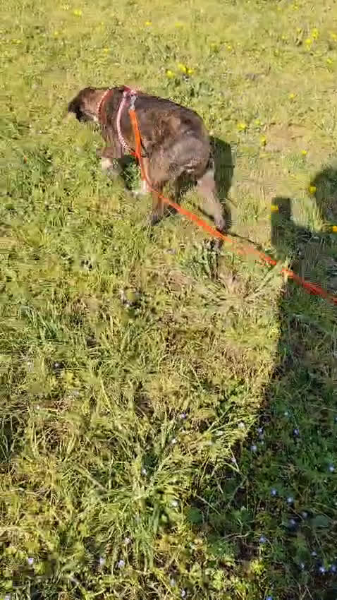 Meticcio cani in regalo: Cannella... adozione del SUPER CUORE ❤️ - Video 1