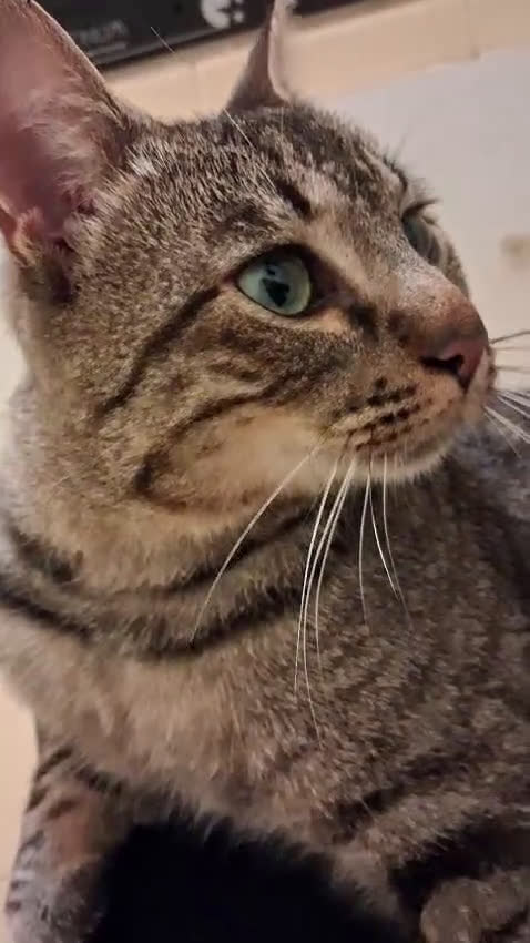 Europeo gatti in regalo: ROSMARINO GATTINO DOLCISSIMO - Video 1